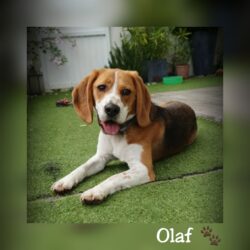 Olaf